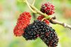 Mulberries