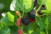 Mulberry (Moras nigra)