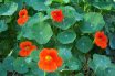 Nasturtium