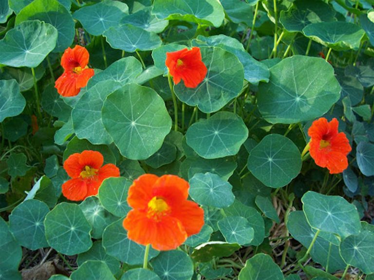 Nasturtium Definition of Nasturtium
