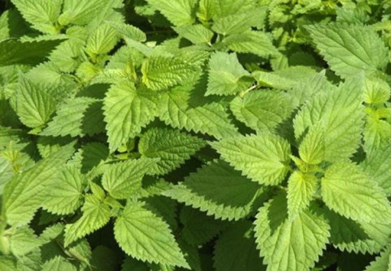 Nettle Definition of Nettle