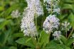 New Jersey Tea (Ceanothus americanus)