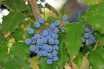 Oregon Grape