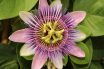 Passionflower