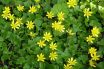 Pilewort
