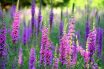 Purple Loosestrife (Lythrum salicaria)