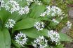 Ramsons (Allium ursinum)