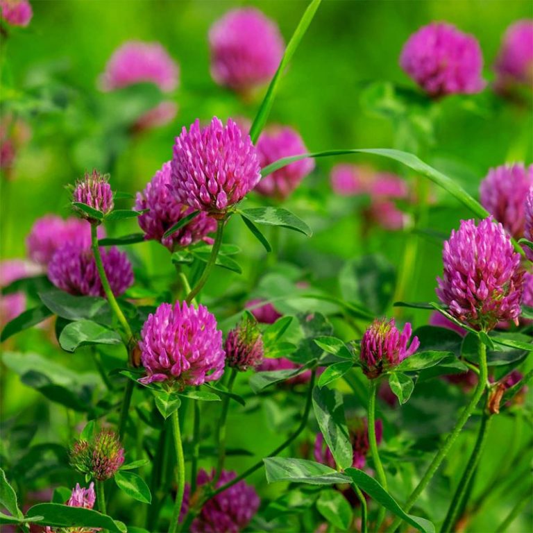 Red clover Definition of Red clover