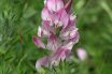 Restharrow (Ononis spinosa)