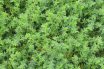Rupturewort (Herniaria glabra)