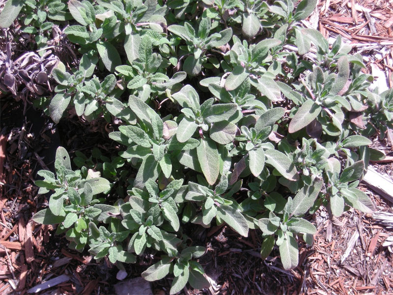 Sage and Sagebrush Definition of Sage and Sagebrush