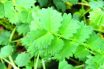 Salad Burnet