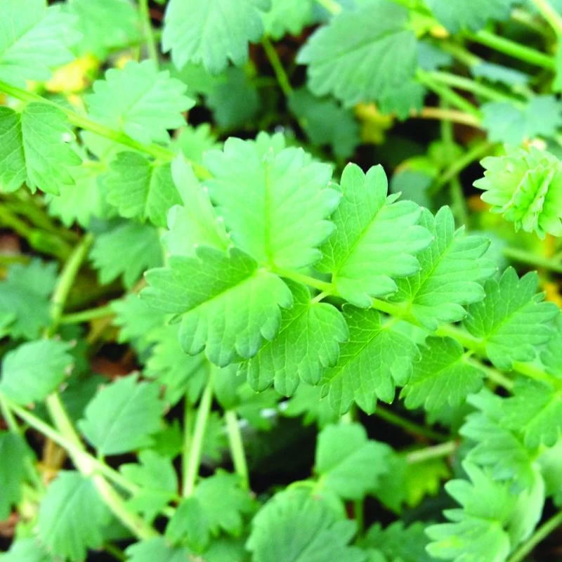 Salad Definition of Salad