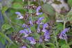 Salvia miltiorrhiza