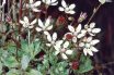 Saxifrage