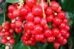 Schisandra Berries