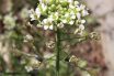 Shepherd’s Purse (Capsella bursa-pastoris)