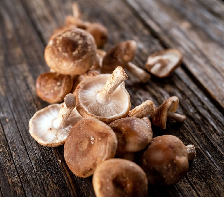 Shiitake mushroom Definition of Shiitake mushroom