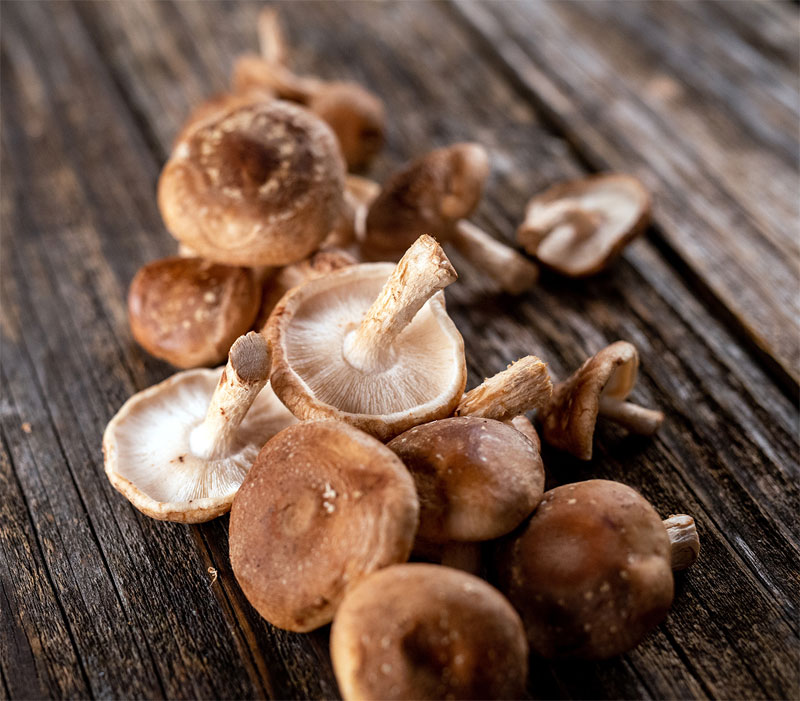 Shiitake mushroom Definition of Shiitake mushroom