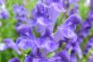 Skullcap (Scutellaria lateriflora)