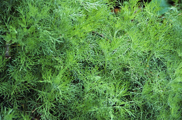 Southernwood Definition of Southernwood