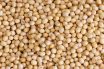 Soybean