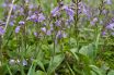 Speedwell (Veronica officinalis)