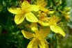 St. John’s Wort