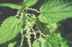 Stinging nettle (Urtica dioica)
