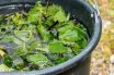 Stinging nettle slurry