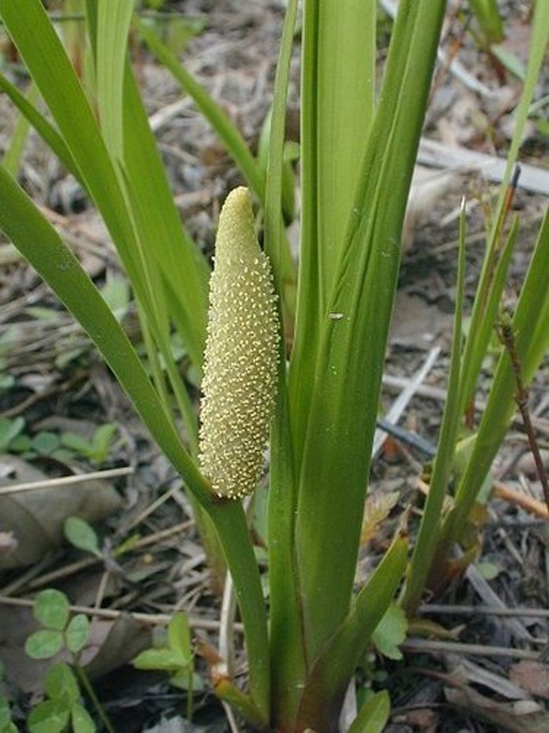 Sweet Flag Definition of Sweet Flag