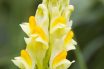 Toadflax (Linaria vulgaris)