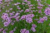 Verbena