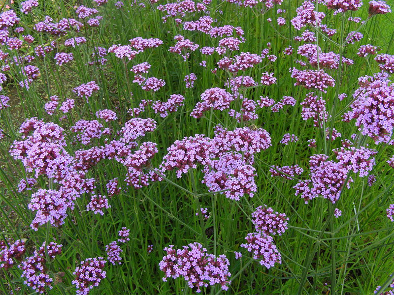 Verbena Definition of Verbena