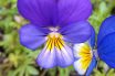 Wild Pansy