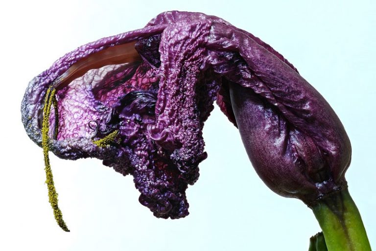 Wilting Definition of Wilting