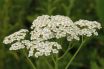 Yarrow