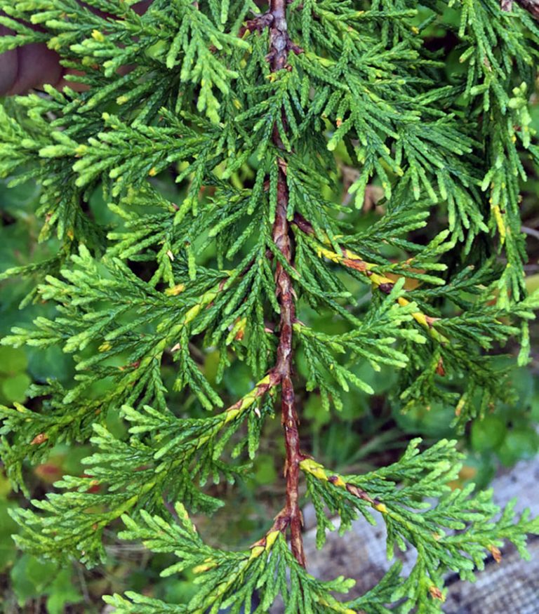 Yellow Cedar Definition of Yellow Cedar