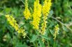 Yellow sweet clover
