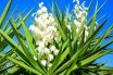 Yucca