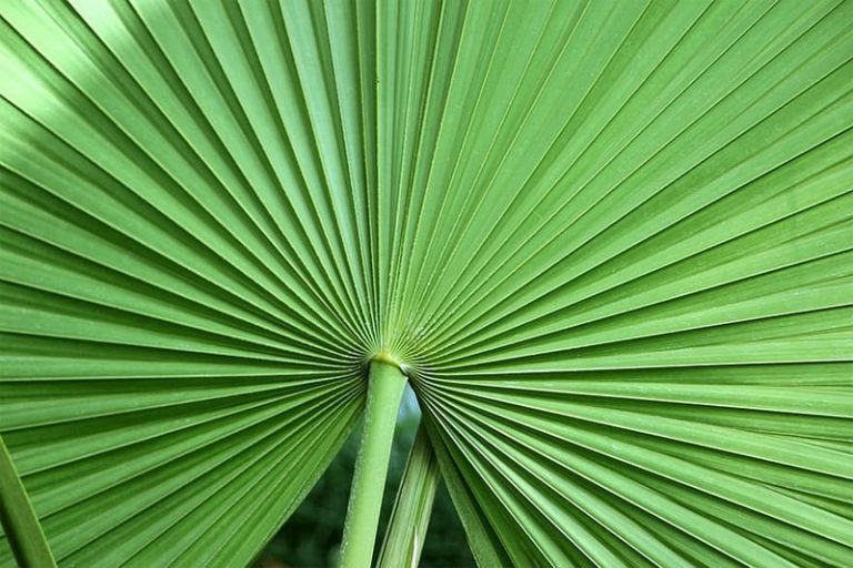 Fan leaf Definition of Fan leaf