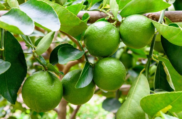 Lime - Definition of Lime