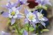 Self sow, self seed