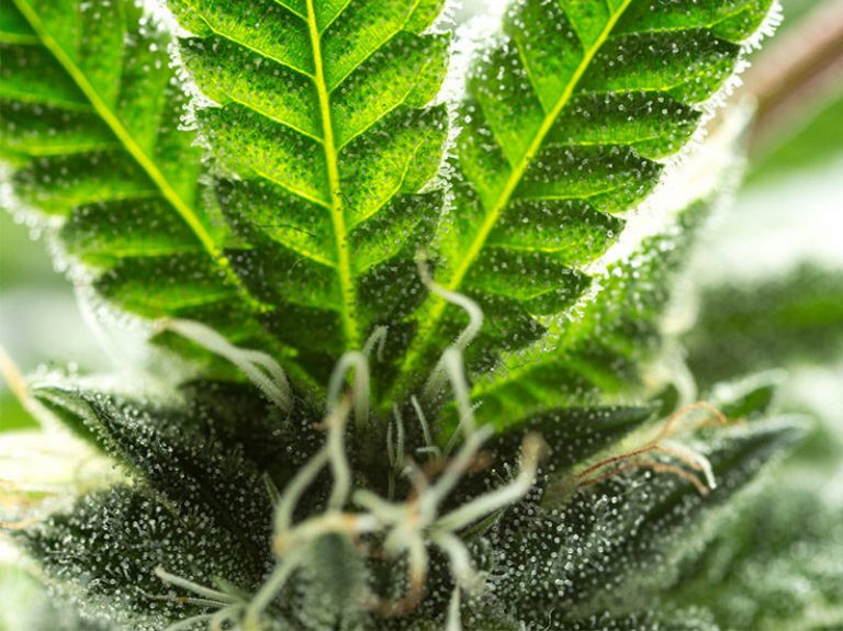 Sugar leaf Definition of Sugar leaf