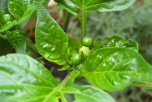 Flower-buds-of-Green-chilies