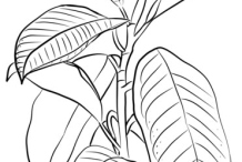 Sketch-of-Rubber-Plant