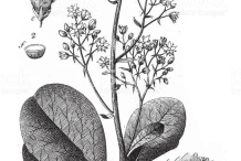 Plant-Illustration-of-Smoke-tree