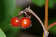 Closer-view-of-Fragrant-sumac-fruit