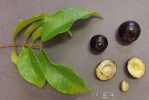 Image-showing-leaves-fruits-and-seeds-of-Guavaberry