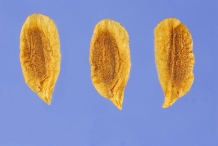 Common-Lilac-Seeds